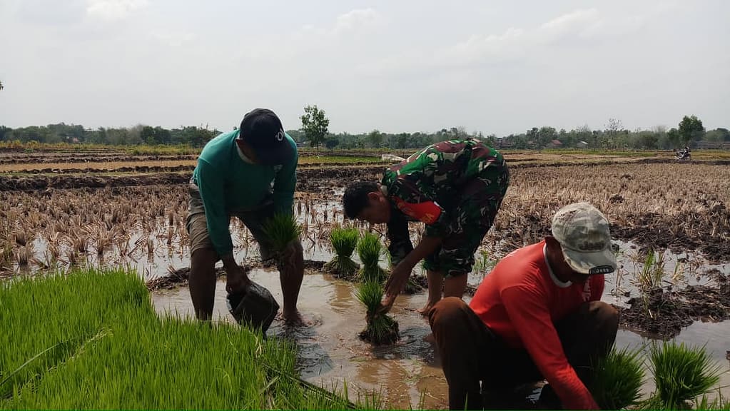 Babinsa Andong Motori Swasembada Pangan Daerah Binaan 01