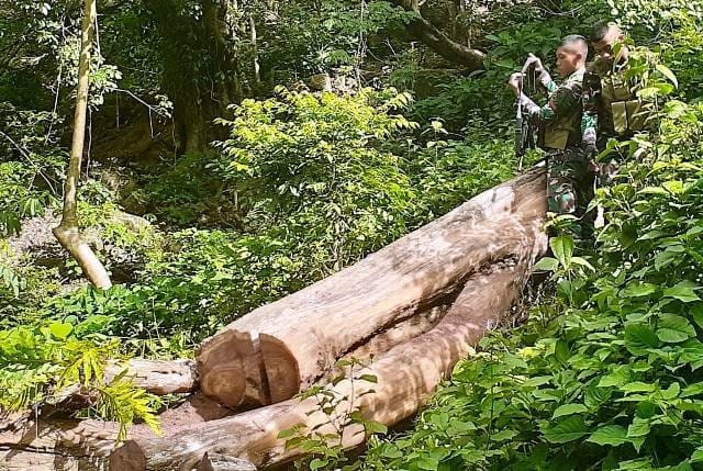Cegah Kerusakan Hutan, Yonif 742 Amankan Tujuh Pembalak Liar